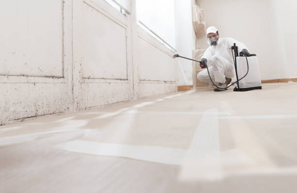 Black mold remediation team in Centereach